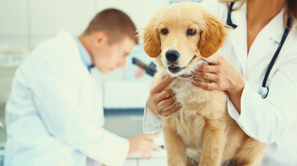 Infections Affecting Dogs